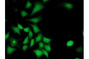 Immunofluorescent staining of HeLa cells using anti-ILVBL mouse monoclonal antibody (ABIN2454750). (ILVBL 抗体)