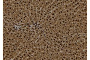 ABIN6272971 at 1/100 staining Rat liver tissue by IHC-P. (alpha KGDHC 抗体  (N-Term))