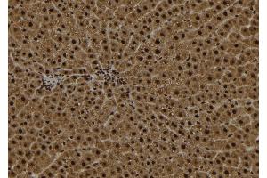 ABIN6272971 at 1/100 staining Rat liver tissue by IHC-P. (alpha KGDHC 抗体  (N-Term))