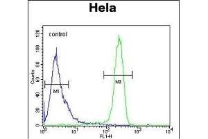 EFTUD1 Antibody (C-term) (ABIN654331 and ABIN2844107) flow cytometric analysis of Hela cells (right histogram) compared to a negative control cell (left histogram).