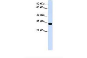 Image no. 1 for anti-PSF1 / GINS2 (N-Term) antibody (ABIN6738231) (PSF1 / GINS2 (N-Term) 抗体)