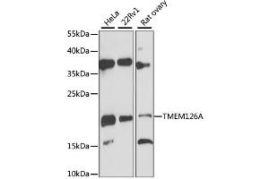 TMEM126A 抗体