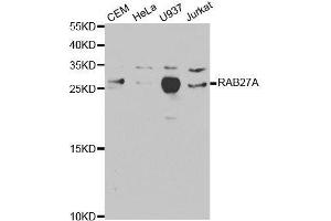 Western blot analysis of extracts of various cell lines, using RAB27A antibody. (RAB27A 抗体  (AA 1-221))