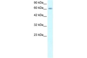 Western Blotting (WB) image for anti-Chromosome 14 Open Reading Frame 169 (C14orf169) antibody (ABIN2460754) (C14orf169 + NO66 抗体)