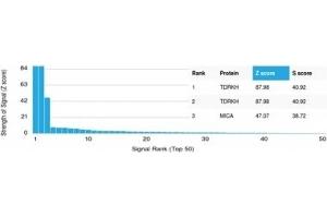 Analysis of Protein Array containing more than 19,000 full-length human proteins using TDRKH Mouse Monoclonal Antibody (PCRP-TDRKH-1H2). (TDRKH 抗体)