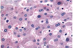 Immunohistochemical staining of human liver with DPP9 polyclonal antibody . (DPP9 抗体  (Internal Region))