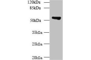 Western blot All lanes: TCP11L2 antibody at 1 μg/mL + A549 whole cell lysate Secondary Goat polyclonal to rabbit at 1/10000 dilution Predicted band size: 59, 30 kDa Observed band size: 59 kDa (TCP11L2 抗体  (AA 1-210))