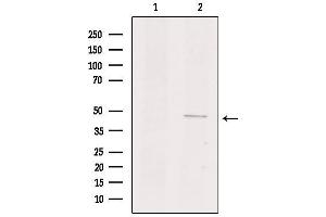 Western blot analysis of extracts from mouse kidney, using GPR135 Antibody. (GPR135 抗体  (Internal Region))