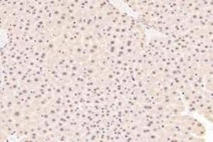 Immunohistochemistry analysis of paraffin-embedded mouse liver using,TBX10 (ABIN7075814) at dilution of 1: 4600