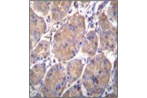 Immunohistochemistry analysis in formalin fixed and paraffin embedded human stomach tissue reacted with Endoplasmin / HSP90B1 / TRA1 Antibody (Center) followed which was peroxidase conjugated to the secondary antibody and followed by DAB staining. (GRP94 抗体  (Middle Region))