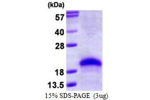 Image no. 1 for VEGF 165 protein (ABIN1098802) (VEGF 165 蛋白)