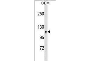 ITGA7 Antibody (N-term) (ABIN1539201 and ABIN2850261) western blot analysis in CEM cell line lysates (35 μg/lane). (ITGA7 抗体  (N-Term))