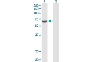 Western Blot analysis of ACSM3 expression in transfected 293T cell line by ACSM3 MaxPab polyclonal antibody. (ACSM3 抗体  (AA 1-586))
