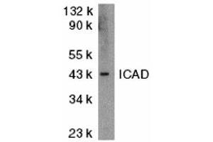 Western Blotting (WB) image for anti-DNA Fragmentation Factor, 45kDa, alpha Polypeptide (DFFA) (N-Term) antibody (ABIN1031406) (DFFA 抗体  (N-Term))