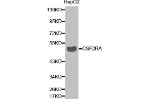 Western blot analysis of extracts of HepG2 cell lines, using CSF2RA antibody. (CSF2RA 抗体  (AA 23-320))