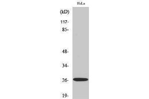 Western Blotting (WB) image for anti-Tumor Necrosis Factor (Ligand) Superfamily, Member 13 (TNFSF13) (Internal Region) antibody (ABIN3179876) (TNFSF13 抗体  (Internal Region))