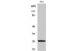 Western Blotting (WB) image for anti-Tumor Necrosis Factor (Ligand) Superfamily, Member 13 (TNFSF13) (Internal Region) antibody (ABIN6281037)