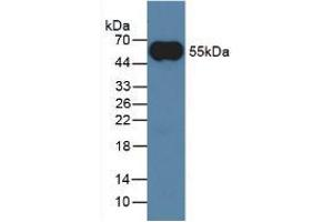 Western Blot; Sample: Rabbit Serum. (IgG 抗体)