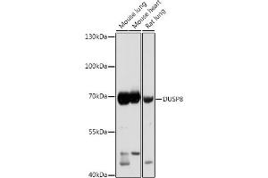 Western blot analysis of extracts of various cell lines, using DUSP8 antibody (ABIN7266849) at 1:1000 dilution. (DUSP8 抗体)