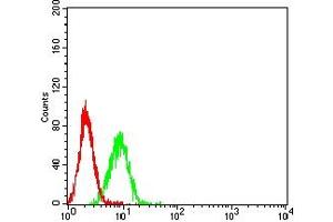 Flow cytometric analysis of K562 cells using ATG4A mouse mAb (green) and negative control (red). (ATG4A 抗体  (AA 258-398))