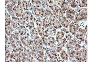 Image no. 2 for anti-ERG, ETS transcription factor (ERG) antibody (ABIN1498076) (ERG 抗体)