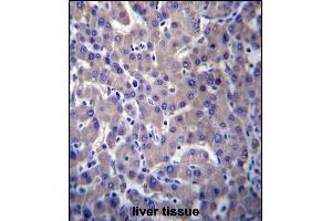 GPR34 Antibody (Center) (ABIN656767 and ABIN2845988) immunohistochemistry analysis in formalin fixed and paraffin embedded human liver tissue followed by peroxidase conjugation of the secondary antibody and DAB staining. (GPR34 抗体  (AA 232-261))