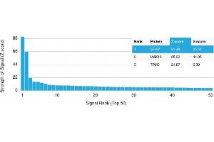 Analysis of Protein Array containing more than 19,000 full-length human proteins using GFAP Mouse Monoclonal Antibody (GFAP/2076) Z- and S- Score: The Z-score represents the strength of a signal that a monoclonal antibody (MAb) (in combination with a fluorescently-tagged anti-IgG secondary antibody) produces when binding to a particular protein on the HuProtTM array. (GFAP 抗体  (AA 101-200))