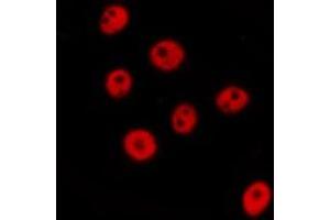 ABIN6277676 staining  NIH-3T3 cells by IF/ICC. (FLI1 抗体  (Internal Region))