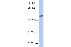 WB Suggested Anti-C2orf62 Antibody Titration: 0. (C2orf62 抗体  (N-Term))