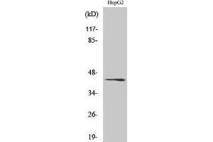 Western Blotting (WB) image for anti-Ras-Related GTP Binding C (RRAGC) (C-Term) antibody (ABIN3186679) (GTR2 抗体  (C-Term))
