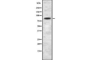 Western blot analysis GSG2 using Jurkat whole cell lysates (GSG2 抗体  (N-Term))