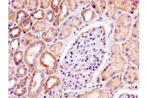IHC image of ABIN7164704 diluted at 1:300 and staining in paraffin-embedded human kidney tissue performed on a Leica BondTM system. (Prohibitin 抗体  (AA 1-272))