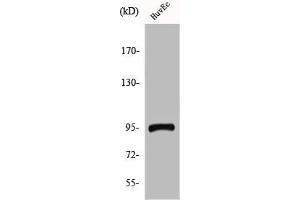 Western Blot analysis of HuvEc cells using CCDC45 Polyclonal Antibody (CEP95 抗体  (Internal Region))