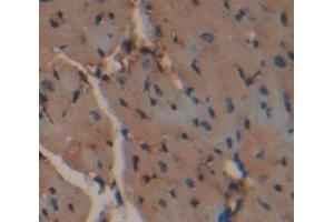 IHC-P analysis of Mouse Tissue, with DAB staining. (GOT1 抗体  (AA 1-413))