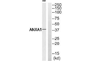 Western blot analysis of extracts from 293 cells, using ANXA1 (Ab-21) antibody. (Annexin a1 抗体  (Tyr21))