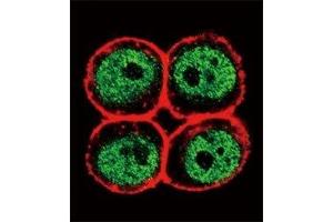 Immunofluorescence (IF) image for anti-Proliferating Cell Nuclear Antigen (PCNA) (AA 89-117) antibody (ABIN3032322)