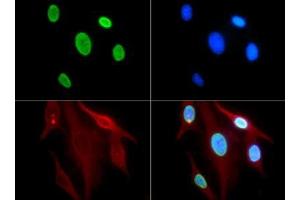 Immunofluorescence of Rabbit Anti-Histone H3 [ac Lys9] Antibody. (Histone 3 抗体  (H3K9ac))