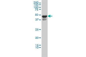 MDS028 monoclonal antibody (M04), clone 2E8 Western Blot analysis of MDS028 expression in HL-60 . (ITFG2 抗体  (AA 1-447))