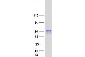 CLEC17A Protein (Myc-DYKDDDDK Tag)