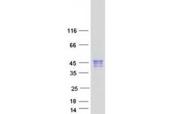CLEC17A Protein (Myc-DYKDDDDK Tag)