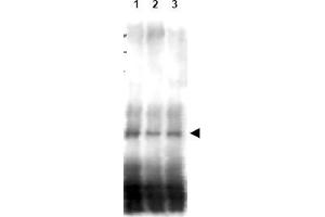 Image no. 1 for anti-CD151 (CD151) (AA 26-35) antibody (ABIN401338) (CD151 抗体  (AA 26-35))