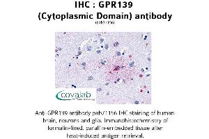 Image no. 1 for anti-G Protein-Coupled Receptor 139 (GPR139) (1st Cytoplasmic Domain) antibody (ABIN1734943) (GPR139 抗体  (1st Cytoplasmic Domain))