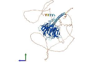 AlphaFold protein structure predicition of Human Recombinant TLE4 Protein, UniprotID Q04727 (TLE4 Protein (AA 1-773) (His tag))