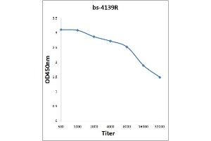 Antigen: 0. (NFKBIE 抗体  (AA 165-270))