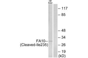 Western blot analysis of extracts from rat liver cells, using FA10 (activated heavy chain, Cleaved-Ile235) antibody. (Coagulation Factor X 抗体  (Cleaved-Ile235))