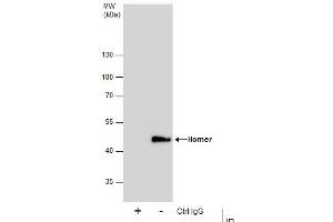 Immunoprecipitation (IP) image for anti-Homer Homolog 1 (HOMER1) (Center) antibody (ABIN2855600)