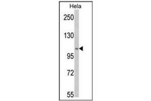 Western blot analysis of PI3KC3 Antibody  in Hela cell line lysates (35ug/lane). (PIK3C3 抗体  (AA 19-49))