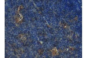 DAB staining on IHC-P; Samples: Mouse Lymph node Tissue (S100 Protein (S100) (AA 2-94) 抗体)