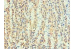 Immunohistochemistry of paraffin-embedded human adrenal gland tissue using ABIN7167679 at dilution of 1:100 (ATP6AP2 抗体  (AA 251-350))