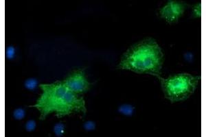 Anti-MAPK7 mouse monoclonal antibody (ABIN2453998) immunofluorescent staining of COS7 cells transiently transfected by pCMV6-ENTRY MAPK7 (RC203506). (MAPK7 抗体)